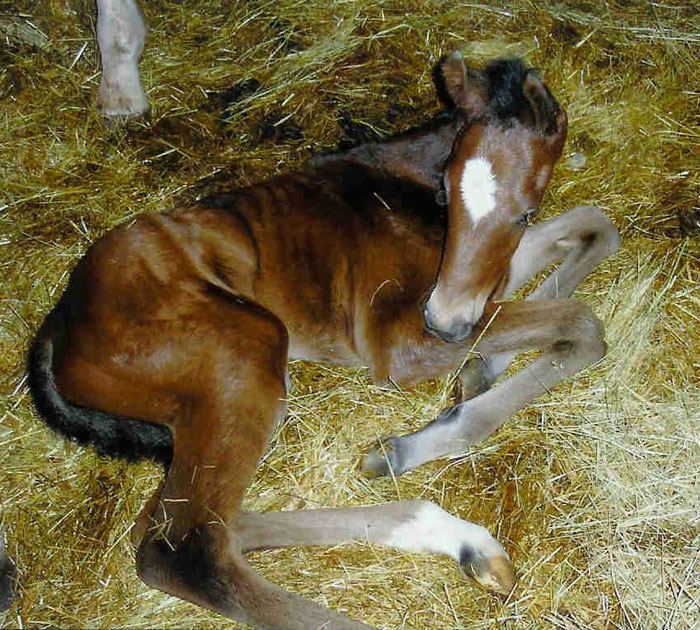 TLP Unbridled Riot