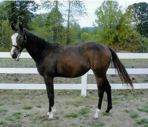 TLP Unbridled Riot