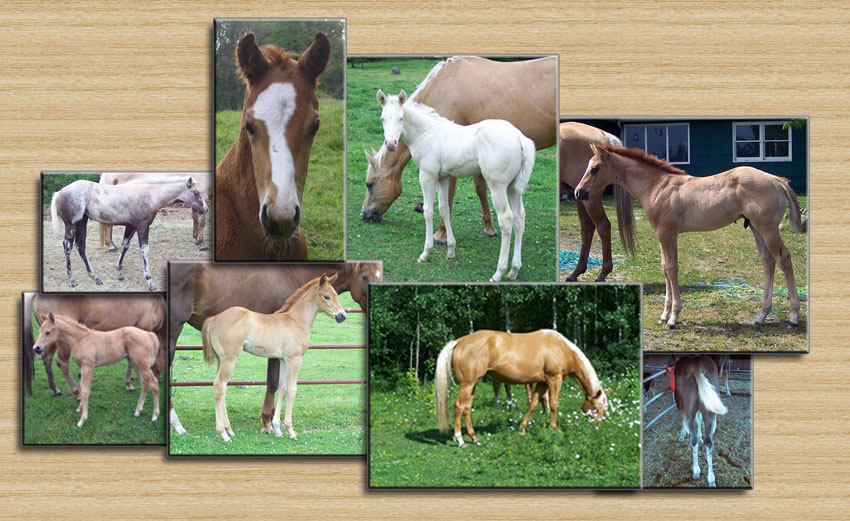 Sierra Super Star Foals